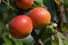 Aprikosen mit rot gefärbt auf orange-gelben Grund und Laubblättern hängen am Ast.