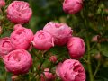 Ballenartige Rosen in geschlossene und offene rosafarbene Blüten mit Knospen