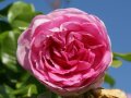 Rosen in rosettenförmigen, rosa Blüten mit Laubblättern und blauer Himmel