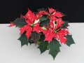 Poinsettie-Blüten in Rot mit cremeweißen Sprenkeln und grünen gezackten Laubblättern