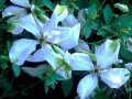 Waldrebe mit Blüten in leicht bläulichen Tönen und Grün