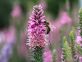 Eine Biene an der pink-färbenden Staudenblüte