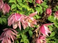 Waldrebe mit halbgefüllten, purpurrosa Blüten und Laubblättern