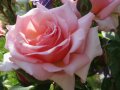 Rosen in lachsrosa Blüten mit Knospen und Laubblättern