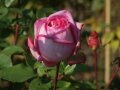 Leicht geöffnete Rosen in zartrosa mit lila Rand, umgeben von Knospen und Laubblättern