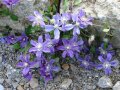 Waldrebe mit sternförmigen Blüten in Blau und gelben Staubgefäßen