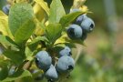 Blauen Heidelbeeren hängen in kurzen Tauben am Strauch mit Laubblättern.