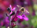 Eine Biene schwingt mit den Flügeln zu den purpur-färbenden Blütenständen
