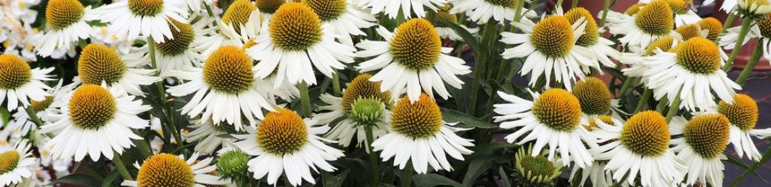 Große Blumenköpfe mit hellen Zungenblüten und schmalen Laubblättern