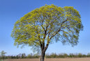 Ein Baum steht auf einem Feld unter blauen Himmel, Hintergrund Sträucher und Bäume