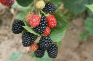 Bunte Brombeeren an einem Strauch