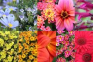 Eine Bildercollage aus zehn Sommerflor-Blumen.