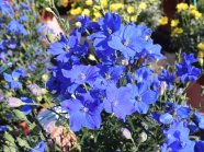 Locker verzweigte großen Blüten mit Knospen auf einer Schaufläche