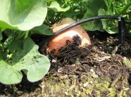Ampelpflanzen mit orangeroter Süßkartoffel, grüner Laubblätter und Bewässerungstropfschlauch