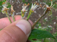 In der Hand mit fünf Apfelblüte