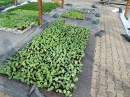 Hokkaidokürbis-Jungpflanzen stehen in Pflanzschalen auf dem Boden