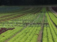 Gesamtansicht des Salatversuches in Niederbayern