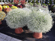 Zwei Pflanzkübeln mit weiß färbende Blüte auf einer Schaufläche, Hintergrund bunt blühenden Pflanzkübeln und Ampelpflanzen