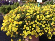 Strauchige Nachtkerze in zitronengelben Blüten mit nadelförmigem Laub auf der Schaufläche