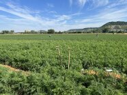 Mitarbeiter ernten Möhren auf dem Feld. Möhrengrün sprießt aus dem Feld davor zwei Schaufeln.