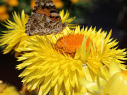 Blütenbesucher an den Röhrenblüten einer gelben Strohblume