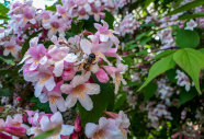 Biene an einem helllila färbende Blüte, umgeben von grünen Laubblättern