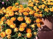 Dicht gefüllte orangebronzefarbenen Strohblumen mit Laubblättern auf der Schaufläche