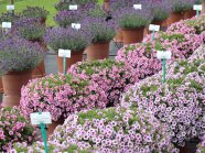 Kübelpflanzen in torfreduzierten und torffreien Blumenerden auf dem Versuchsfeld