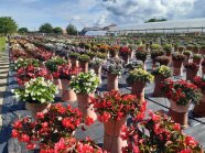 Pflanzkübel mit blühenden Blumen auf der Schaufläche, Hintergrund Gewächshäuser und Bäume