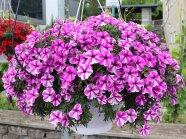 Ampelpflanzen mit Blüten in magenta breiten Streifen auf weißem Grund auf der Schaufläche