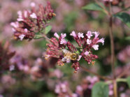 Eine Biene besucht die Blüte einer purpur-rosa Blüte umgeben mit dem grünen feinen Laub