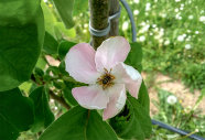 Eine Biene sammelt Pollen auf einer Blüte des Quitten.