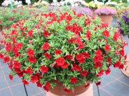 Pflanzkübel mit roten trompetenförmigen Blütenblättern und Laubblätter auf der Schaufläche