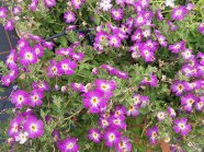 Große Blüten in Violett und weißen Rand mit gelben Augen in der Mitte an den Stauden