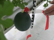 Melonenversuch im hydroponischen Anbau