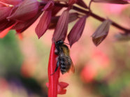 Eine Biene an rot-färbende Blütenständen