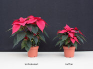 Zwei rote Poinsettien-Pflanzen in verschiedene Größe