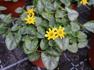 Eine Topfpflanze auf der Tischfläche mit gefüllte, gelbe Blüte mit grüner Mitte und satt-grünes Laubblätter