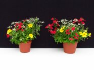 Zwei Pflanztöpfe mit blühenden Blumen stehen nebeneinander zum Vergleichen des Wachstums