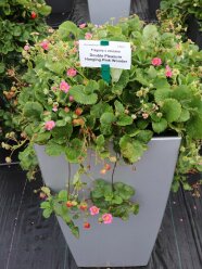 Reife und unreife Erdbeeren mit Blüten, Laubblättern und Etiketten in Gefäß auf der Schaufläche