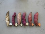 Knollen unterschiedlicher Süßkartoffelsorten liegen nebeneinander