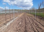 Baumreihe mit verschiedene Mulchmaterial abgedeckt, Hintergrund Weinberg, Gewächshaus und bewölkter Himmel