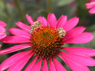 Zwei Bienen sammelt Pollen auf einer Echinacea-Blume