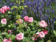 Lavendel und Rosen mit Knospen und Laubblättern