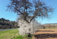 Baum steht auf einem Wegfeld unter blauen Himmel, Hintergrund Straße, Sträucher und Bäume