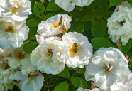 Zwei Biene sitzt auf der weißen Blüte einer Rose umgeben von grünen Laubblättern