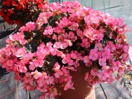 Pflanzkübel mit leuchtend Blüten und Blütenstaub in der Mitte umgeben mit Laubblättern auf einer Schaufläche
