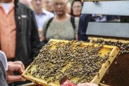 Eine Bienenwabe wird von einem Imker kontrolliert