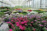 Pflanztopf mit blühenden Blumen stehen nebeneinander auf der Tischfläche im Gewächshaus.