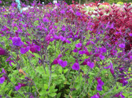 Purpur-färbenden Blüten mit hellgrünen Laubblättern umgeben mit blühenden Blüten auf einer Schaufläche